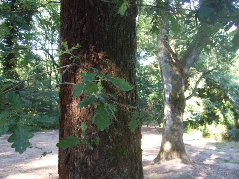 Baum mit Eichenblatt